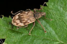 Attēlu rezultāti vaicājumam “Polydrusus tereticollis”