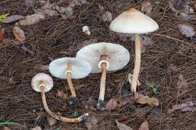 Attēlu rezultāti vaicājumam “Macrolepiota procera”