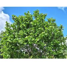 Attēlu rezultāti vaicājumam “Platanus x hispanica (syn. Platanus x acerifolia)”