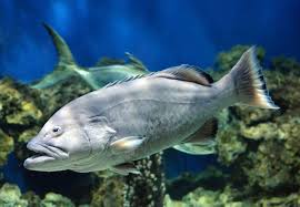 Image result for Mycteroperca microlepis