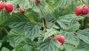 Attēlu rezultāti vaicājumam “Rubus idaeus leaf”