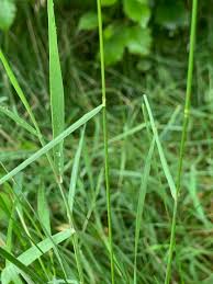 Attēlu rezultāti vaicājumam “Poa nemoralis fruit”