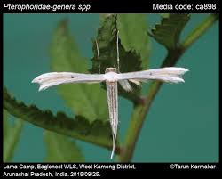 Attēlu rezultāti vaicājumam “Pterophoridae”