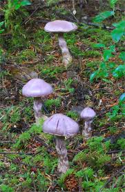 Attēlu rezultāti vaicājumam “Cortinarius traganus”