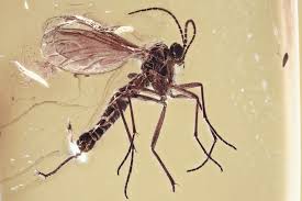 Attēlu rezultāti vaicājumam “Mycetophilidae”