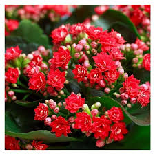 Image result for Kalanchoe blossfeldiana
