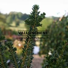 Attēlu rezultāti vaicājumam “Taxus baccata”