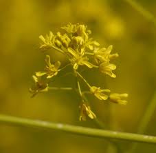 Image result for Isatis tinctoria