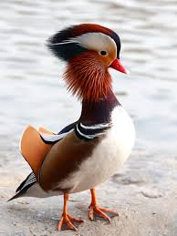 Attēlu rezultāti vaicājumam “Aix galericulata male”