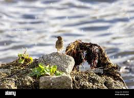 Attēlu rezultāti vaicājumam “Anthus petrosus adult”