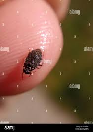 Attēlu rezultāti vaicājumam “Saldula saltatoria”