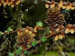 Attēlu rezultāti vaicājumam “Larix kaempferi leaf”