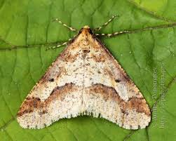 Attēlu rezultāti vaicājumam “Erannis defoliaria”