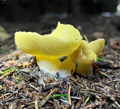 Attēlu rezultāti vaicājumam “Sowerbyella radiculata”