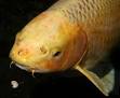 Barbel (anatomy) - Wikipedia, the free encyclopedia