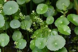 「銅錢草」的圖片搜尋結果