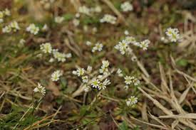Attēlu rezultāti vaicājumam “Erophila verna flower”