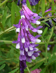 Attēlu rezultāti vaicājumam “Vicia”