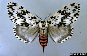 Attēlu rezultāti vaicājumam “Lymantria monacha pupa”