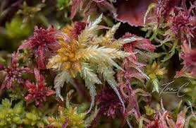 Attēlu rezultāti vaicājumam “Sphagnum rubellum”