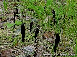Attēlu rezultāti vaicājumam “Geoglossum sp.”