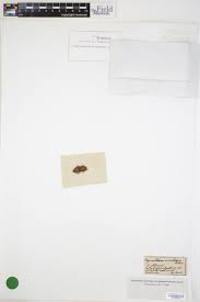 Attēlu rezultāti vaicājumam “Weissia brachycarpa”