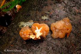 Attēlu rezultāti vaicājumam “Tremella encephala”