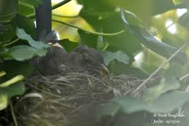Attēlu rezultāti vaicājumam “Turdus merula nest”