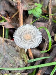 Attēlu rezultāti vaicājumam “Cudoniella clavus”