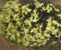 Attēlu rezultāti vaicājumam “Cinclidium stygium”