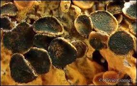 Attēlu rezultāti vaicājumam “Xanthoriicola physciae”