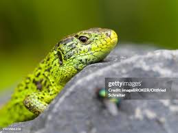 Attēlu rezultāti vaicājumam “Lacerta agilis male”