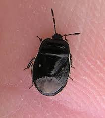 Attēlu rezultāti vaicājumam “Adomerus biguttatus”