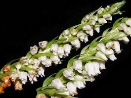 Attēlu rezultāti vaicājumam “Goodyera repens fruit”