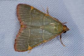 Attēlu rezultāti vaicājumam “Hypsopygia glaucinalis”