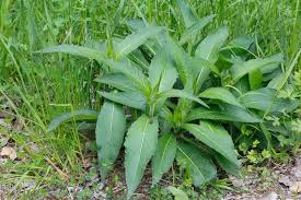 Image result for Knautia dipsacifolia