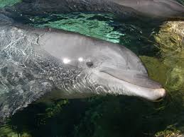 Image result for Tursiops truncatus