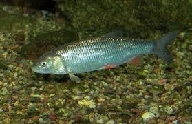 Image result for Squalius vardarensis