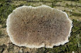 Attēlu rezultāti vaicājumam “Cinereomyces lindbladii”