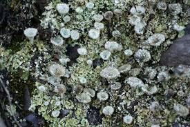 Attēlu rezultāti vaicājumam “Cladonia pyxidata”