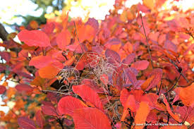 Attēlu rezultāti vaicājumam “Cotinus coggygria leaf”