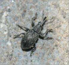 Attēlu rezultāti vaicājumam “Apion sp.”