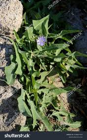 Attēlu rezultāti vaicājumam “Lactuca tatarica bud”