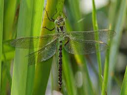 Attēlu rezultāti vaicājumam “Aeshna viridis”