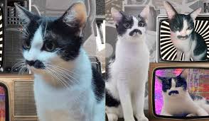 Image result for kitler