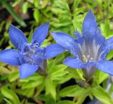Attēlu rezultāti vaicājumam “Gentiana cruciata leaf”