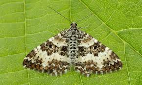 Attēlu rezultāti vaicājumam “Epirrhoe tristata imago”