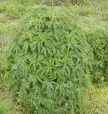 Attēlu rezultāti vaicājumam “Leonurus cardiaca”