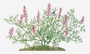 Attēlu rezultāti vaicājumam “Fumaria officinalis”