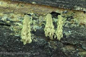 Attēlu rezultāti vaicājumam “Heterotrichia obvelata (syn. Arcyria obvelata) young”